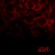 دانلود آلبوم OSI – Blood